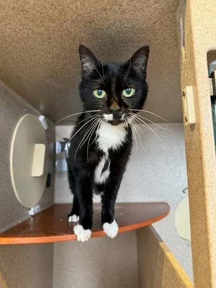 An adult medium-sized female Domestic Short Hair cat named KitKat for adoption in Washington, DC