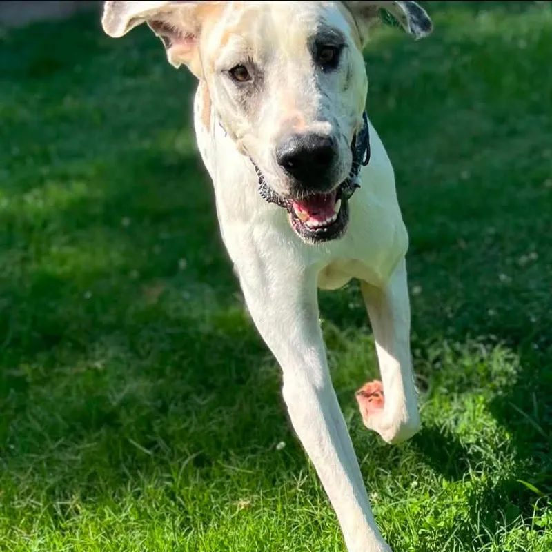 An adult extra large-sized male White / Cream Great Dane dog named Copenhagen for adoption in Caryville, TN