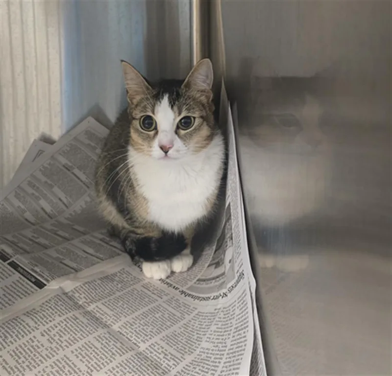 A young medium-sized female Domestic Short Hair cat named Palette for adoption in Houston, TX