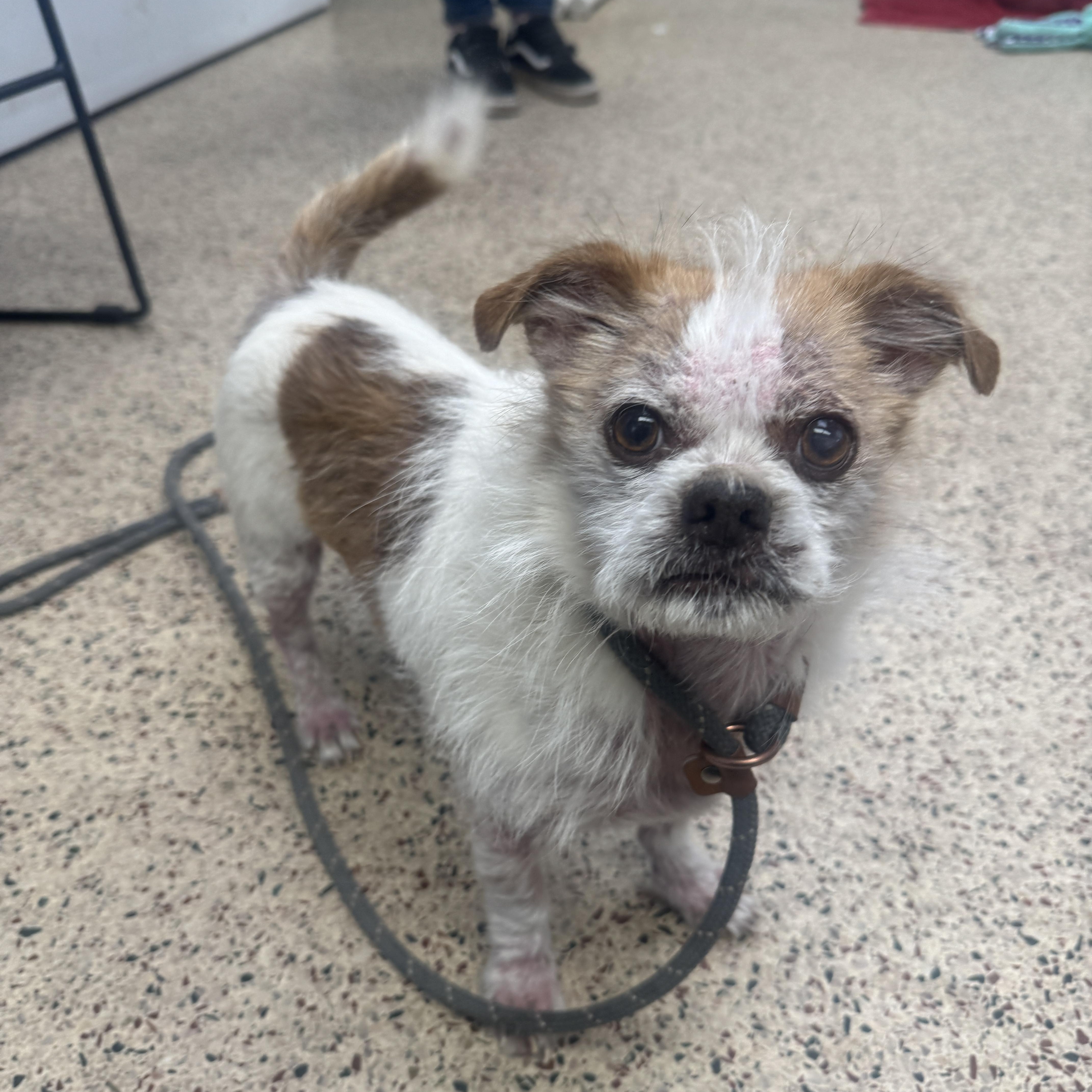 An adult small-sized male Terrier dog named Mr. Wilson for adoption in Philadelphia, PA