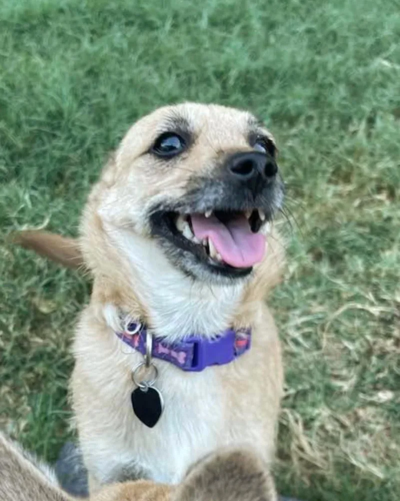 A young small-sized female Yellow / Tan / Blond / Fawn Terrier dog named Hazel for adoption in Frisco, TX