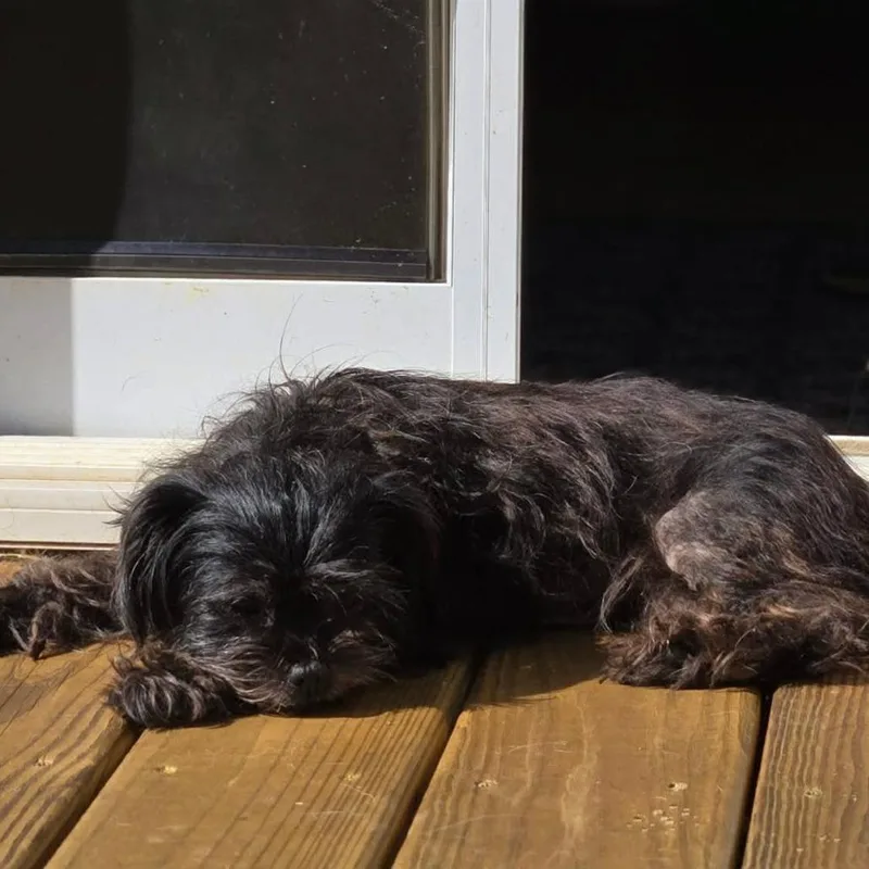 An adult small-sized female Black Maltese dog named Darla for adoption in Jarrettsville, MD
