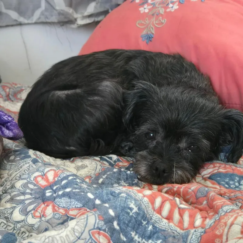 Darla thumbnail 4