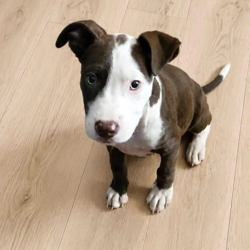 A baby medium-sized male Brown / Chocolate Mixed Breed dog named Milkshake for adoption in Brewton, AL