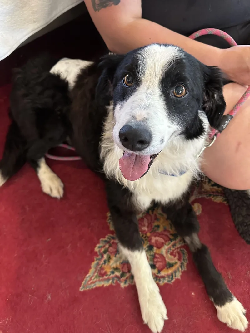 A senior medium-sized male Black Border Collie dog named Enzo for adoption in Petaluma, CA