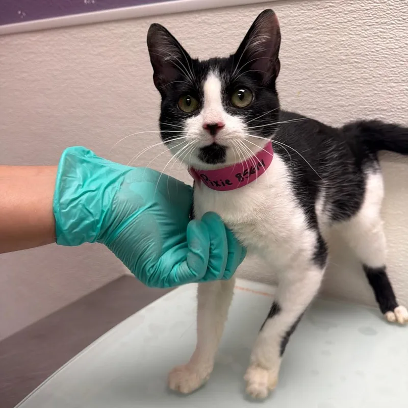 A baby small-sized female White Domestic Short Hair cat named Stray Holdpixie for adoption in Albuquerque, NM