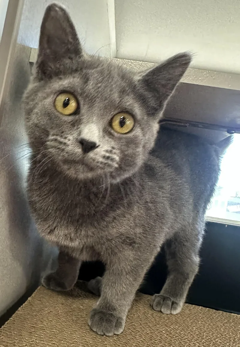 A young small-sized female Gray / Blue / Silver Domestic Short Hair cat named Pebbles for adoption in Webster City, IA