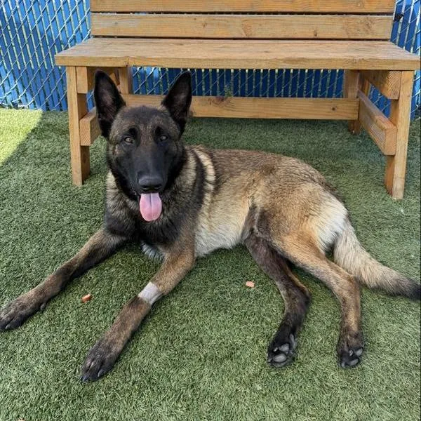 A young large-sized male Black Shepherd dog named Gromit for adoption in Hawthorne, CA