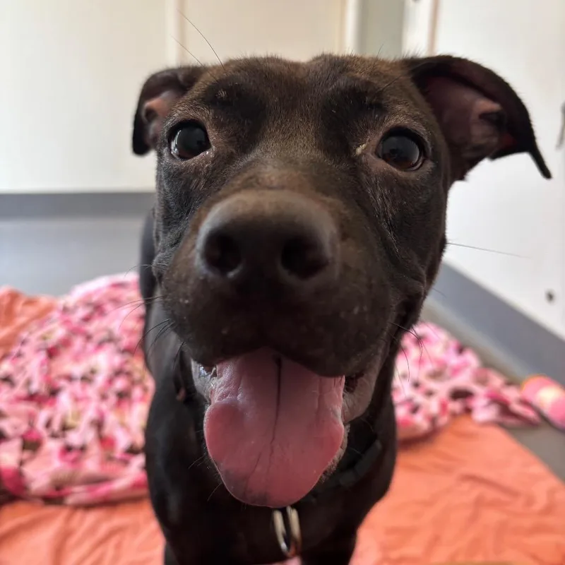 A young medium-sized female Black Mixed Breed dog named Sheba for adoption in LOXAHATCHEE, FL