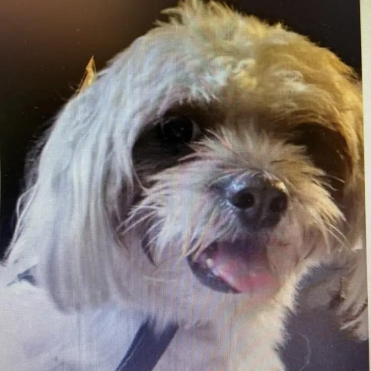 An adult small-sized male White / Cream Shih Tzu dog named Cannoli for adoption in Saint John, IN