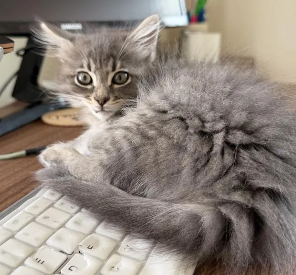 A baby medium-sized female Domestic Long Hair cat named Anchovy for adoption in Salt Lake City, UT