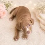 A baby medium-sized female Yellow / Tan / Blond / Fawn Labrador Retriever dog named Alectrona for adoption in Portsmouth, OH