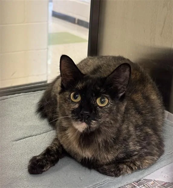 An adult medium-sized female Tortoiseshell cat named Aurora A for adoption in Plano, TX