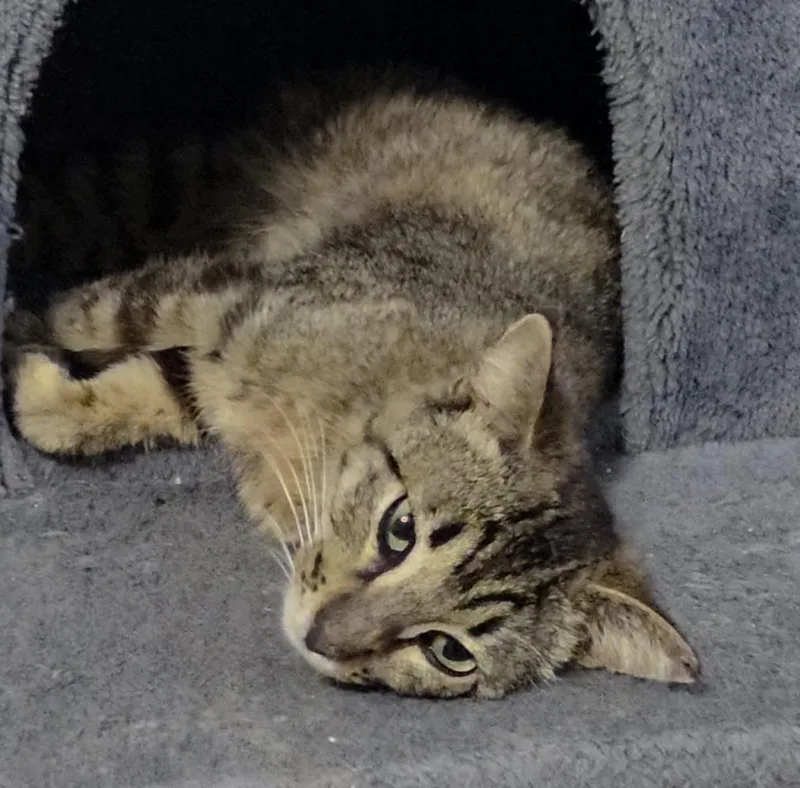 A young medium-sized male Brown / Chocolate Domestic Short Hair cat named Cedar Willow for adoption in Chandler, AZ