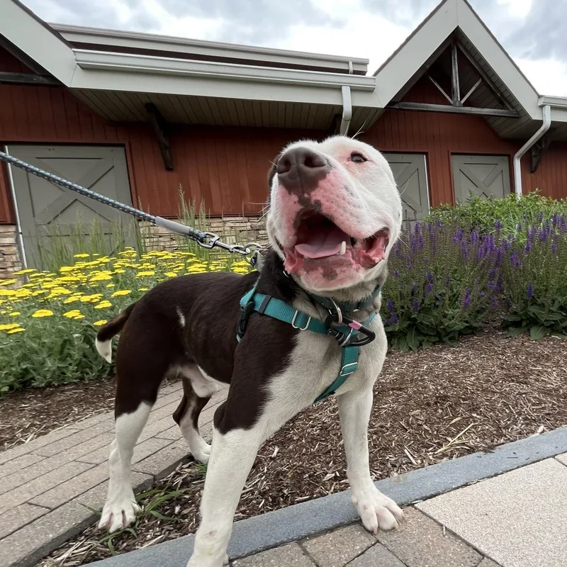 Brownie thumbnail 6
