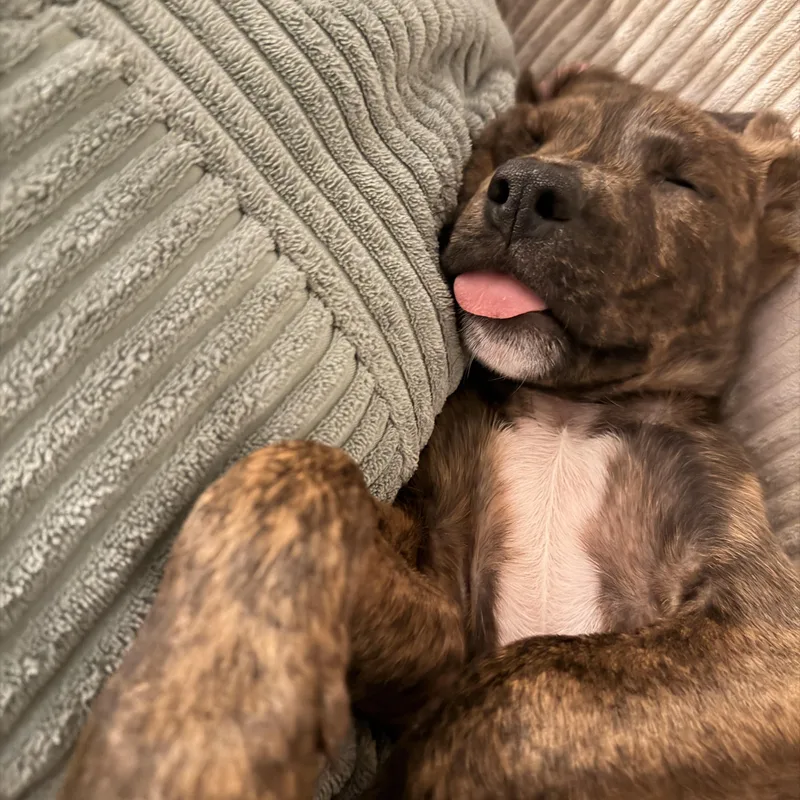 Snickers thumbnail 5