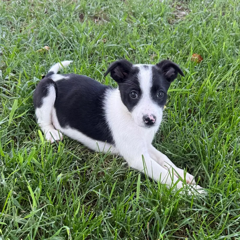 Indie