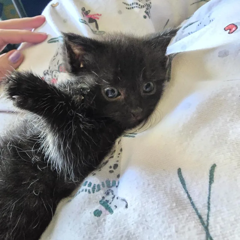 A baby small-sized male Black Domestic Short Hair cat named Spook for adoption in Hayesville, NC