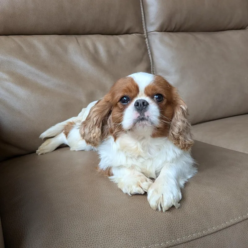 An adult small-sized male Red / Chestnut / Orange Cavalier King Charles Spaniel dog named Louie for adoption in Rochester, MN