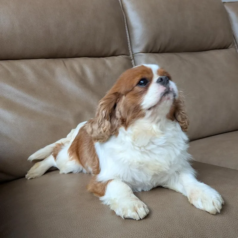 Louie thumbnail 2