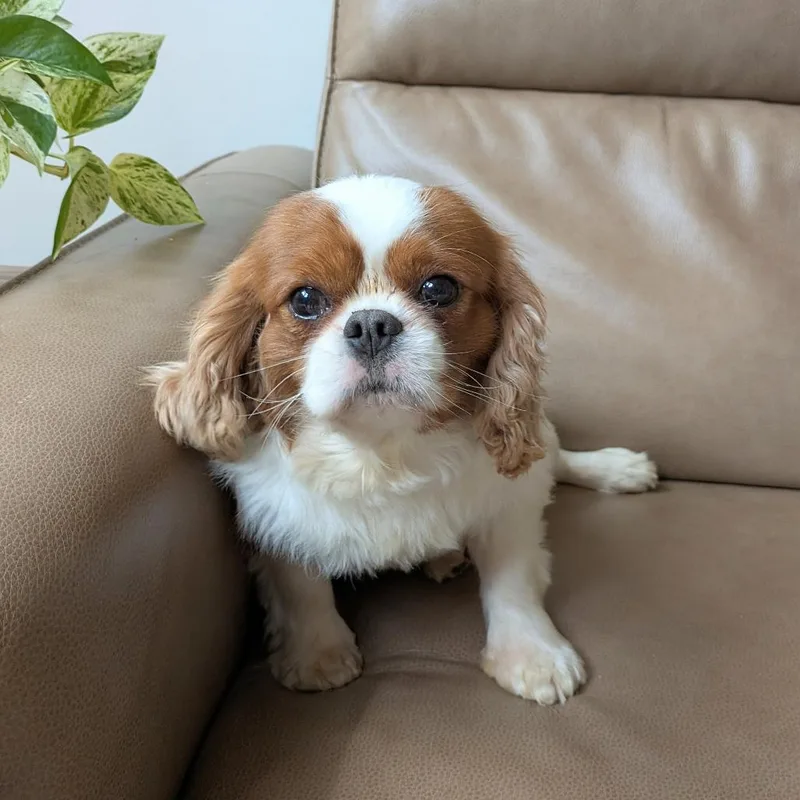 Louie thumbnail 3