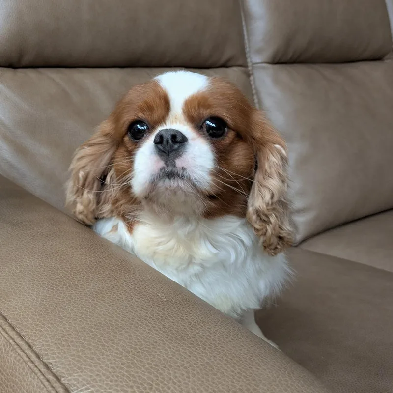 Louie thumbnail 4