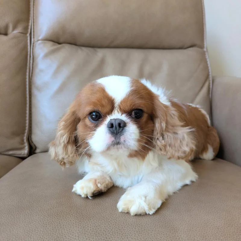 Louie thumbnail 5