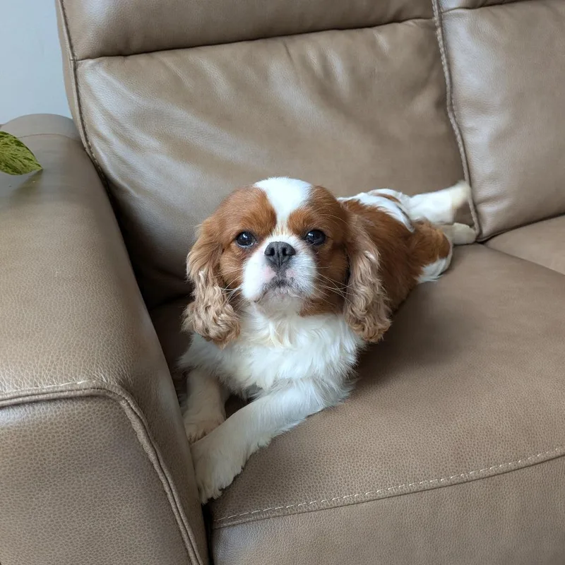 Louie thumbnail 6