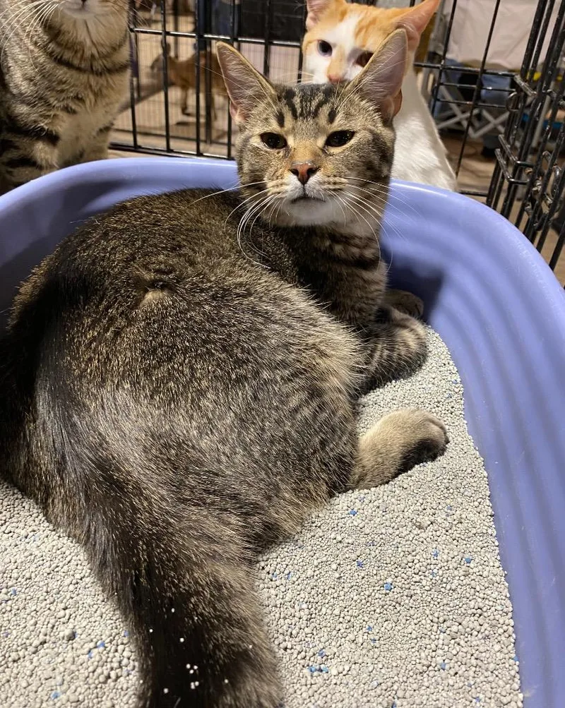 Mushu Xl thumbnail 2