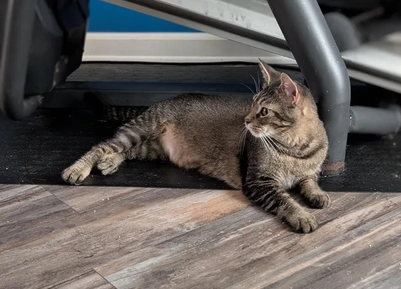 Mushu Xl thumbnail 3