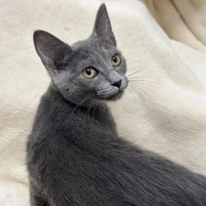 A baby small-sized female Gray / Blue / Silver Domestic Short Hair cat named Ivy for adoption in Matteson, IL