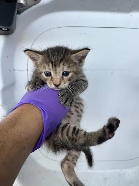 A baby small-sized female Domestic Short Hair cat named Tres for adoption in Miami, FL
