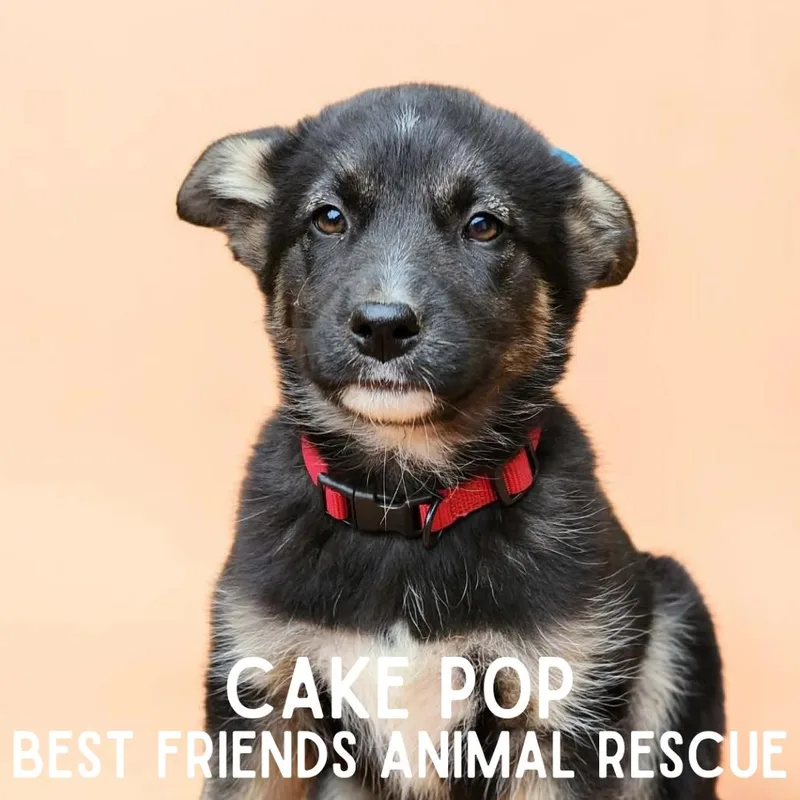 A baby small-sized female Border Collie dog named CakePop for adoption in Wasilla, AK