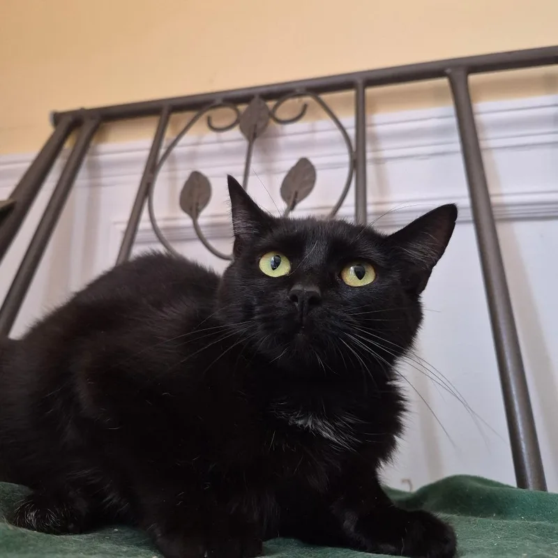 A young small-sized female Black Domestic Short Hair cat named Alberta for adoption in Lexington, KY