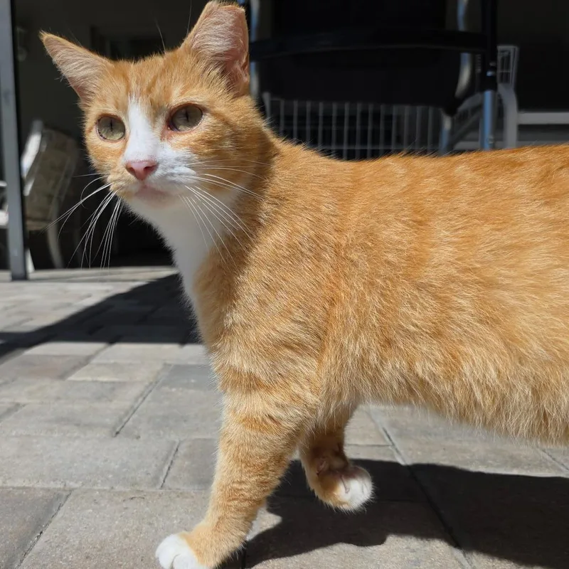 An adult small-sized male Orange / Red Domestic Short Hair cat named Crysto for adoption in Williston, FL