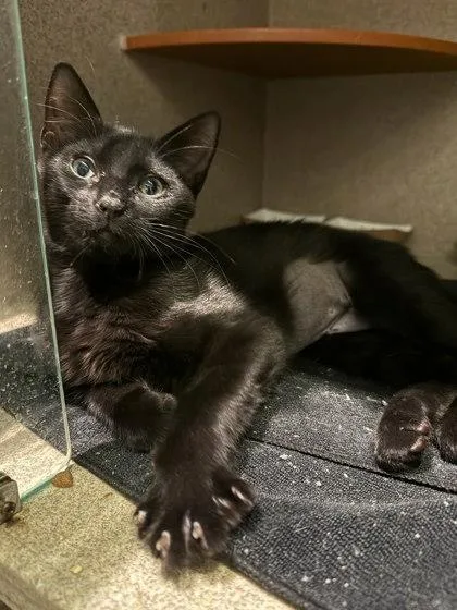 A young medium-sized female Domestic Short Hair cat named MoonPie for adoption in Washington, DC
