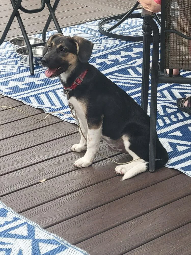 Pup July