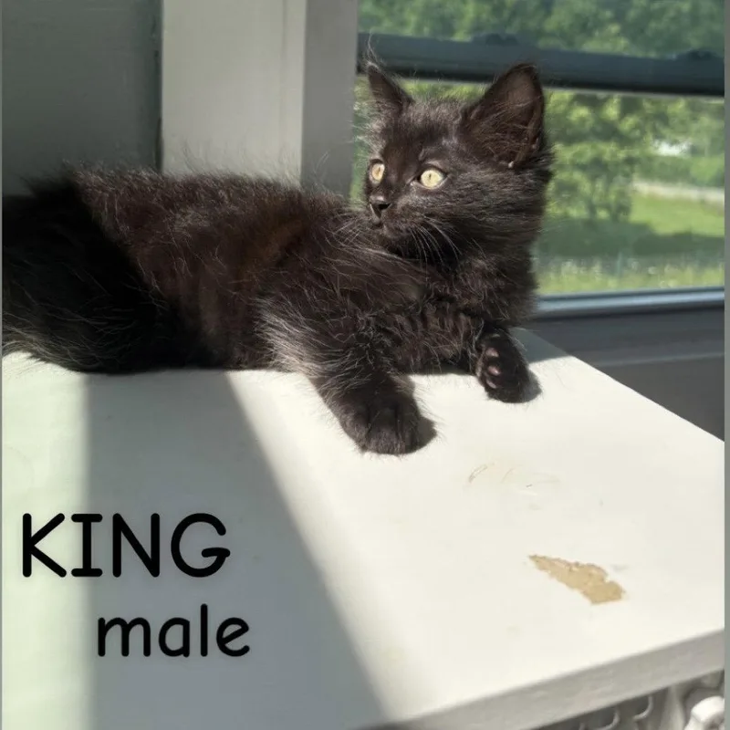 King