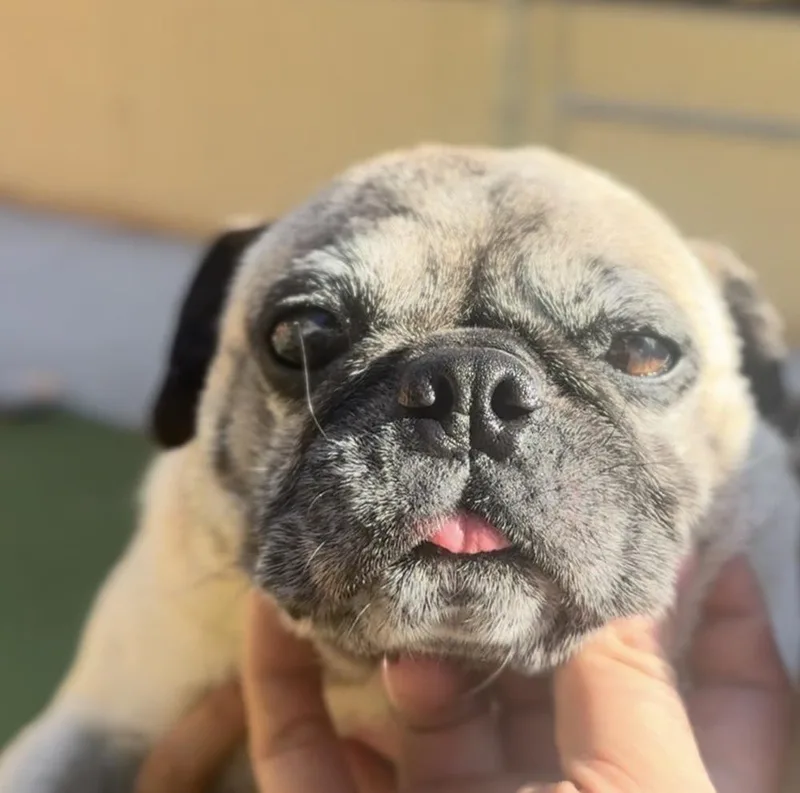 An adult small-sized male Brown / Chocolate Pug dog named Lizard for adoption in ventura, CA