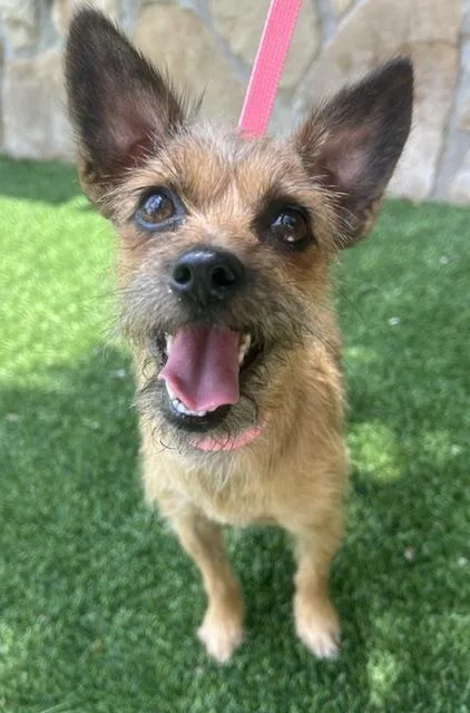 A young small-sized female Yorkshire Terrier dog named Coco for adoption in Dallas, TX