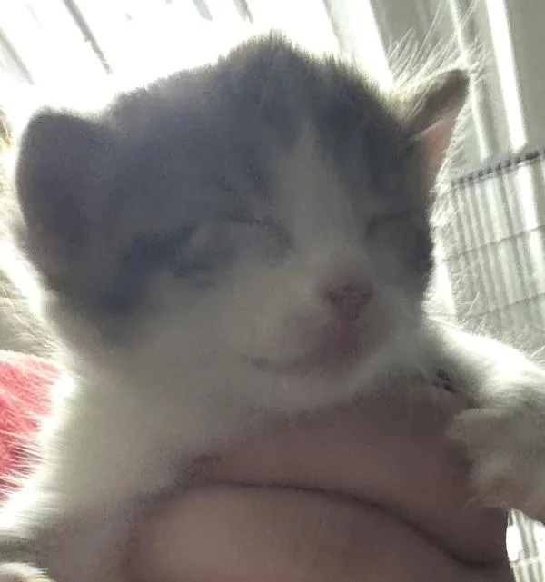 A baby small-sized female Domestic Short Hair cat named Cyrus for adoption in Campbellsville, KY
