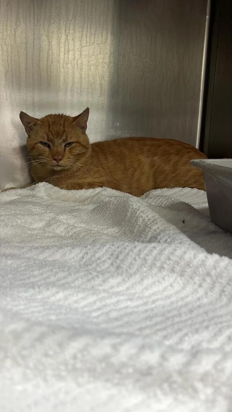 An adult medium-sized male Domestic Short Hair cat named Cheeto for adoption in Burgaw, NC