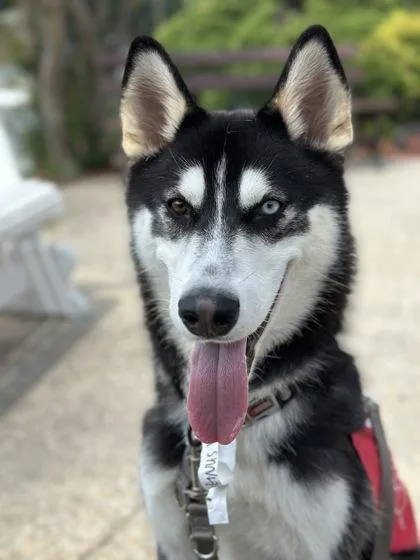 An adult large-sized male Mixed Breed dog named Magnus for adoption in West Chester, PA