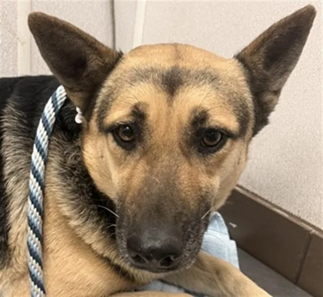 A young medium-sized female German Shepherd Dog dog named Sleighbells for adoption in Tucson, AZ