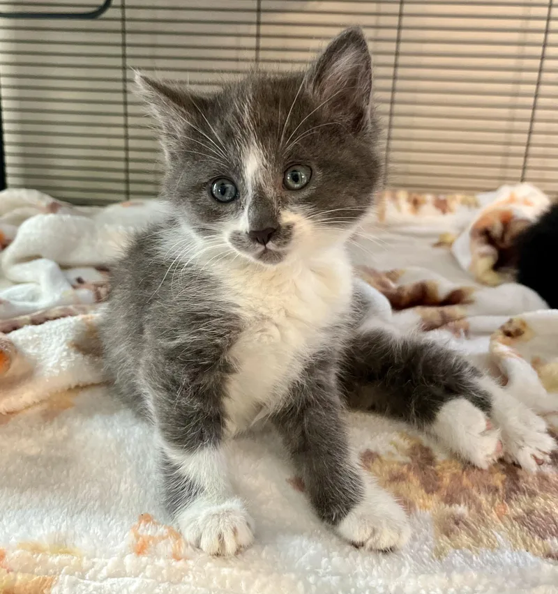 A baby medium-sized female White Domestic Short Hair cat named Virginia Woolf for adoption in Seville, OH