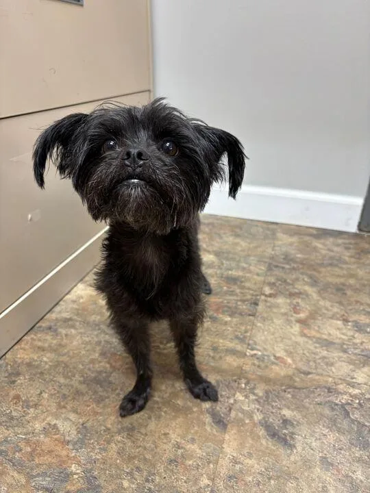 An adult small-sized male Black Shih Tzu dog named Jaxxson for adoption in Jackson, MI