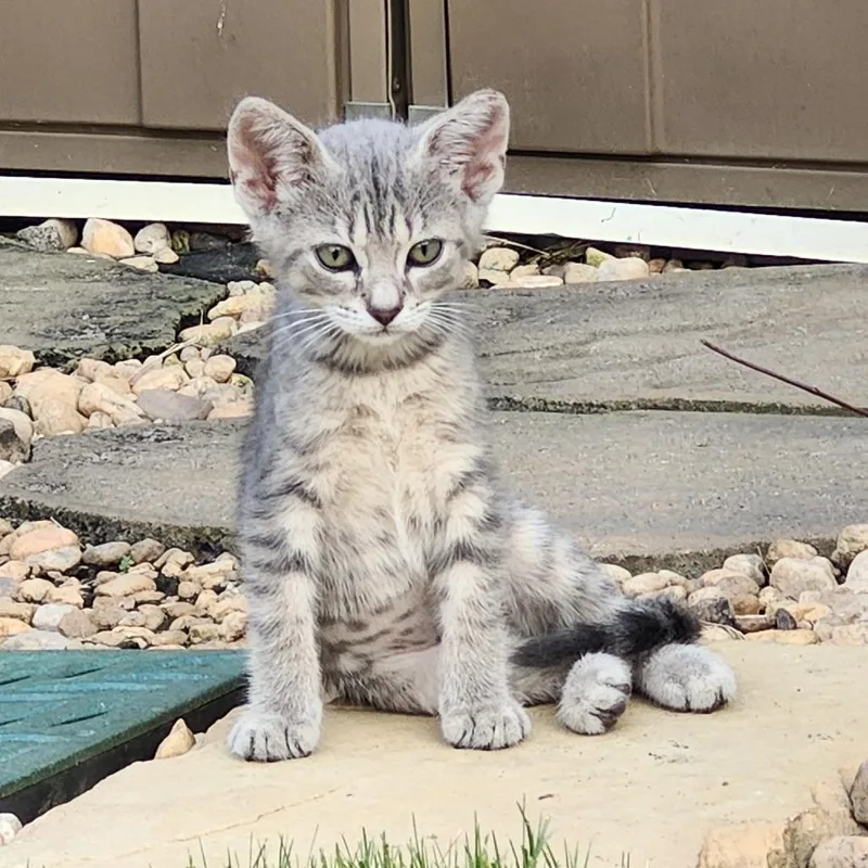 A baby small-sized female Gray / Blue / Silver Domestic Short Hair cat named Apple Gray for adoption in Simpsonville, SC