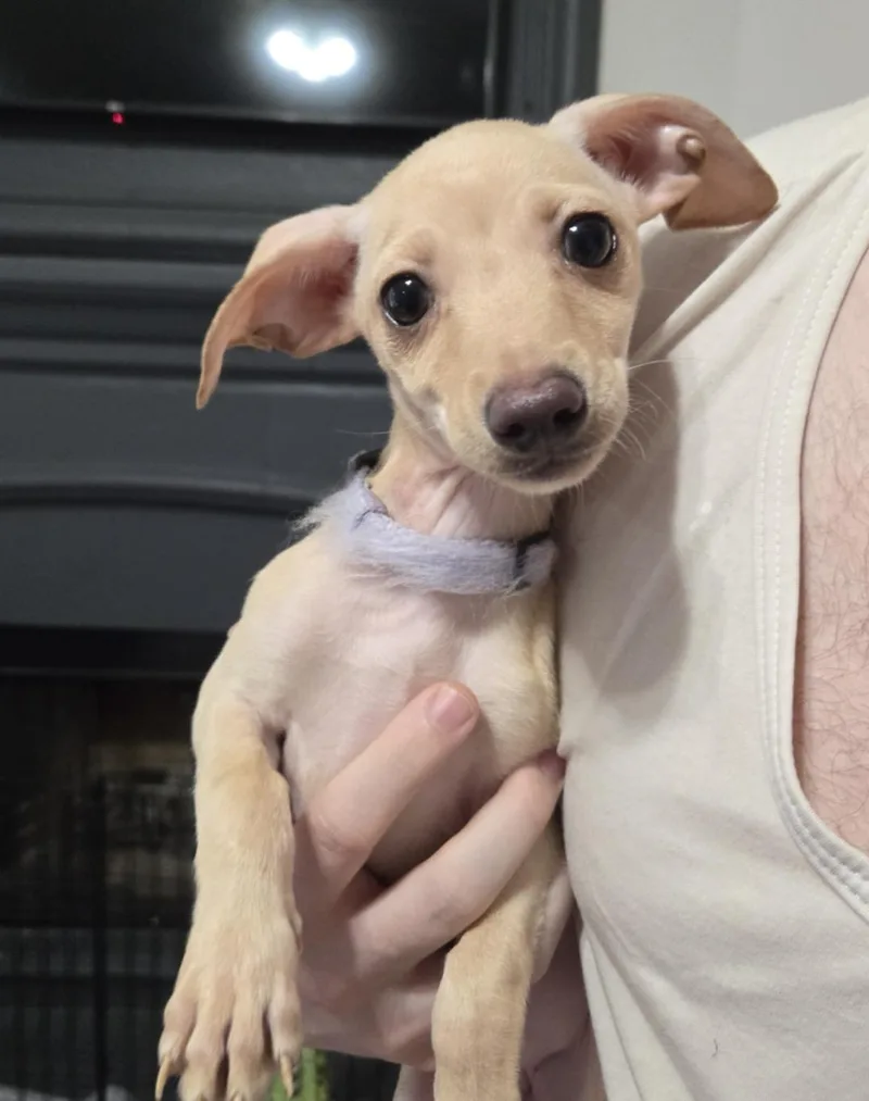 A baby small-sized female Yellow / Tan / Blond / Fawn Chihuahua dog named Bimini for adoption in Houston, TX
