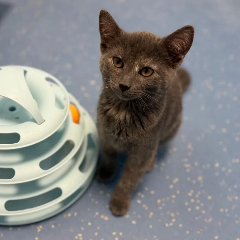 A baby small-sized female Gray / Blue / Silver Domestic Short Hair cat named Brahma for adoption in Watertown, NY