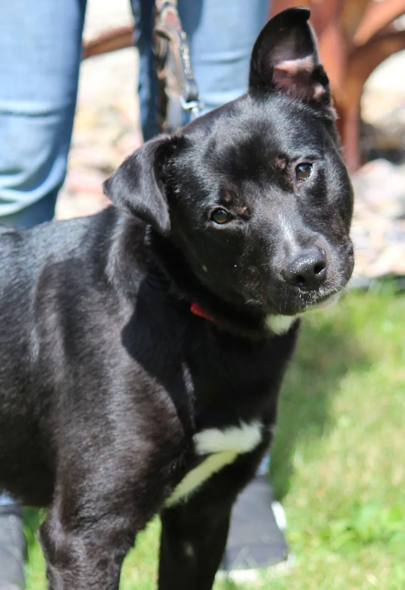 Amos thumbnail 6